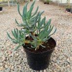 Starček mandraliskový (Senecio mandraliscae) ´BLUE MOUNTAIN´ - výška 10-20 cm, kont. C2L (-5 °C)